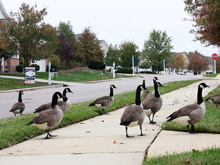 canadian-geese-2